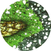 ��������: ��������: G:\Internet-site 1\vizerunky\animation2.gif