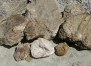 Trilobites from Ordovics