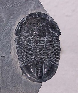 Asaphiscus wheeleri