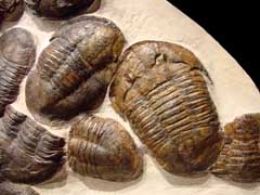 LARGE ASAPHUS TRILOBITES 