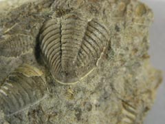 �������� �������