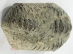  ����������� ��������