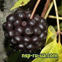 ������������ �������