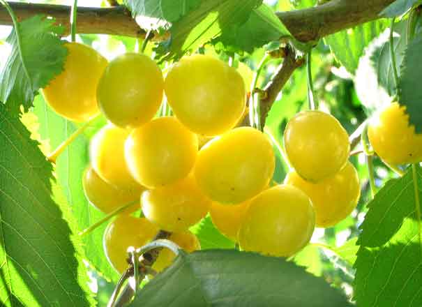 ������� � �� �������� �������� (7 ����)