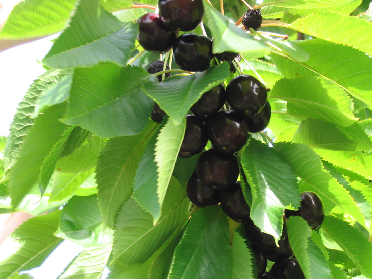 ������� � �� �������� �������� (7 ����)