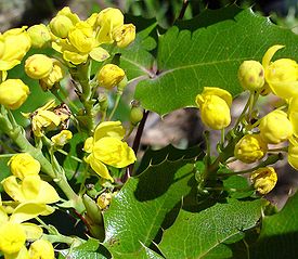 ������� ������������� (Mahonia aquifolium)