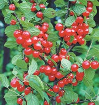 ����� �������� 