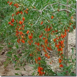 �����-����������� � ����