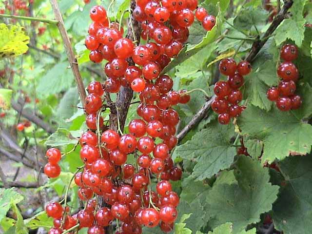 ������� ������