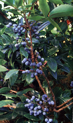 ������� 
������������� (Mahonia aquifolium)