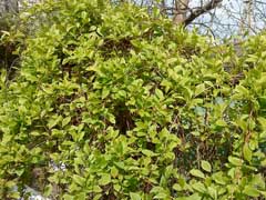 ���������� ��������