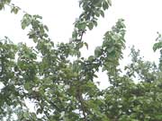 ���� ����