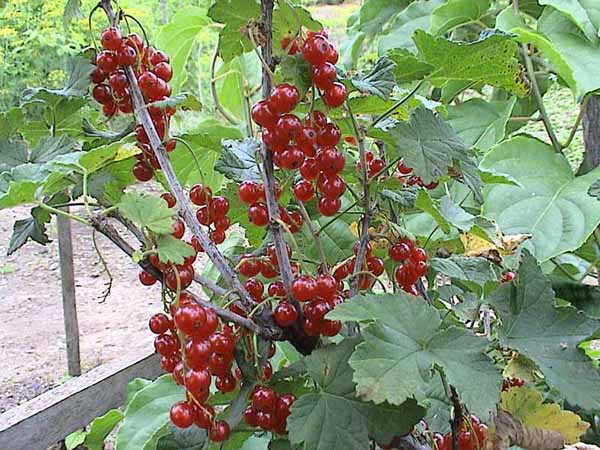 �������� ������