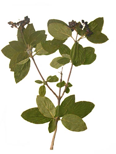 ������ ���������. 