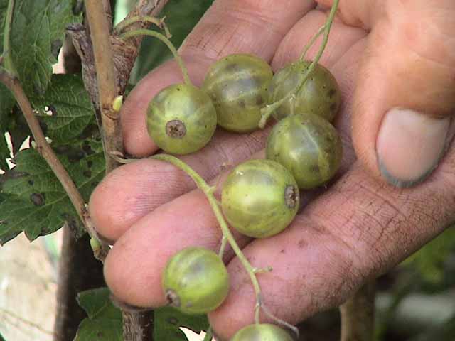 ������� - ������ �������������