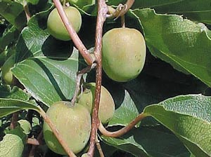 ���������, �����