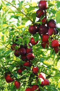 ����� ���������� ���������