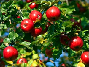 ������ � �������