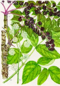 ����� �����������