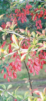 ����� ��������