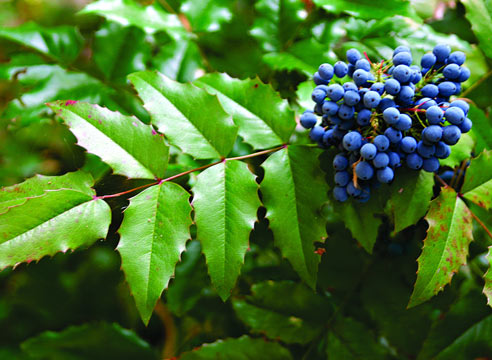 �������, �����