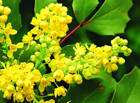 �������, ��������