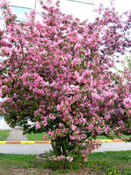 ������ �������