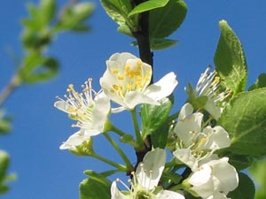 ����� ������