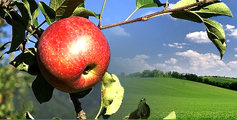 �������� ��������, ����, ������ ������������ ������ (������� �������, ����������� �����, ���� �������)