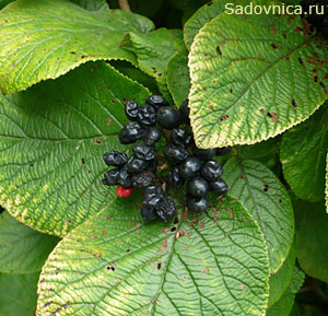 ������ ��������� (Viburnum lantana). ������ �����