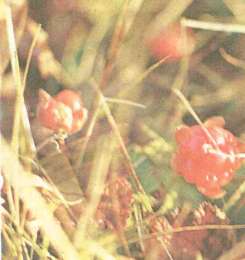 ����� ���������