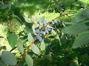 ��������� �����