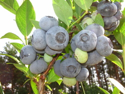 �������� ������������ (������)