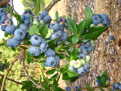 �������� ������������ (������)