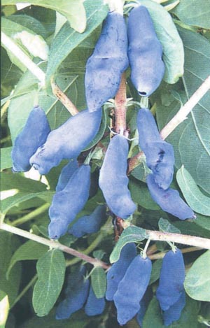 ���� ����� 