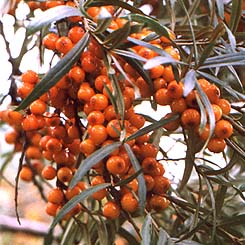 �������� ���� ��� ������