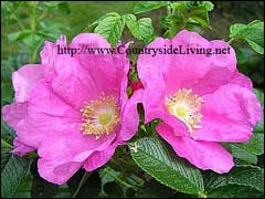 ������ ���� ������