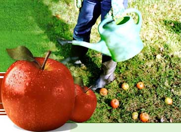 �������� �����������