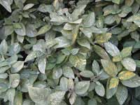 ������ ���������, ������������� �����