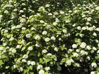 ������ ������ ���������