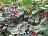 ������ ��������� � �������