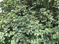 ������ ���������