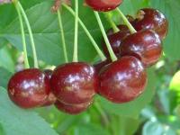 ���������� � ������������ ����������