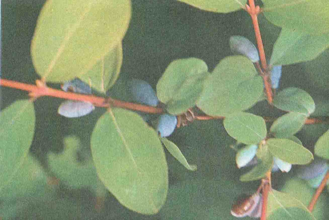 ����� ��������