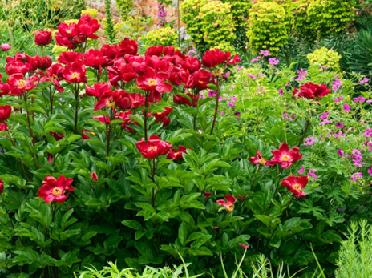 �������� �������� ���� �� �������