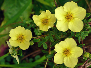 ����� �������