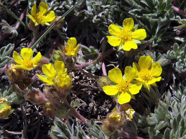 ������� �������