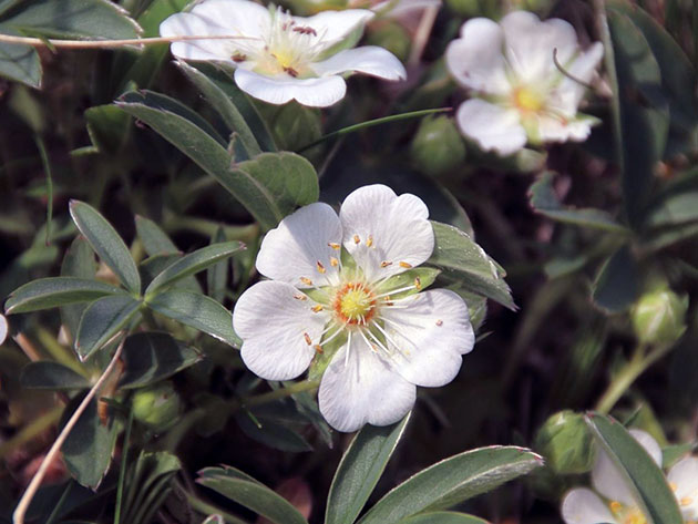 ������� ���� / Potentilla alba