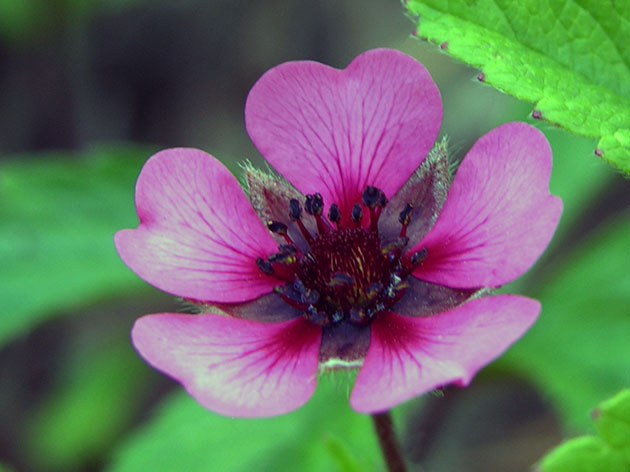 ������� ����������� / Potentilla nepalensis