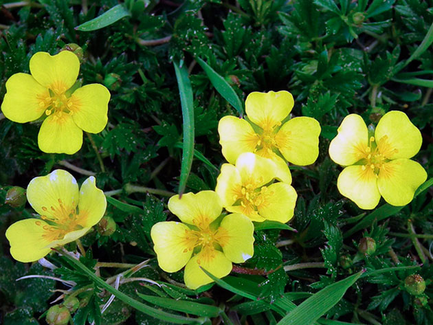 ������� ������������, ��� ������, ��� ������ / Potentilla erecta